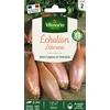 Image de Echalion Zébrune | Vilmorin Jardin