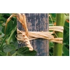 Image de Pelote Raphia - Naturel | Vilmorin Jardin