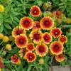 Image de Gaillarde Primavera - Graines d'Exception | Vilmorin Jardin