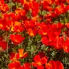 Image de Eschscholtzia Rouge | Vilmorin Jardin
