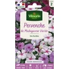Image de Pervenche de Madagascar en Mélange | Vilmorin Jardin