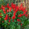 Image de Sauge Brasier | Vilmorin Jardin
