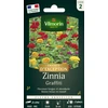 Image de Zinnia Graffiti - Graines d'Exception | Vilmorin Jardin