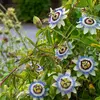 Image de Passiflore (Fleur de la Passion) | Vilmorin Jardin