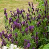 Image de Lavande Papillon - Graines d'Exception | Vilmorin Jardin