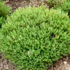 Image de Thym de Provence - BIO | Vilmorin Jardin