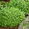 Image de Sauge Officinale - BIO | Vilmorin Jardin
