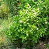 Image de Origan Paula - BIO | Vilmorin Jardin