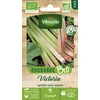 Image de Rhubarbe Victoria - BIO | Vilmorin Jardin