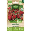 Image de Fraisier des Bois - BIO | Vilmorin Jardin
