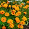 Image de Souci Orange - BIO | Vilmorin Jardin
