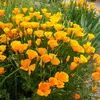 Image de Eschscholtzia Orange - BIO | Vilmorin Jardin