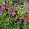 Image de Pois de Senteur Varié - BIO | Vilmorin Jardin