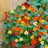 Image de Capucine Naine Variée - BIO | Vilmorin Jardin