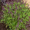 Image de Basilic Thaï - Cuisine du Monde | Vilmorin Jardin