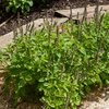 Image de Basilic Blue Spice - Cuisine du Monde | Vilmorin Jardin