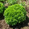 Image de Basilic Fin Vert - BIO | Vilmorin Jardin