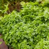 Image de Basilic Fin Vert Compact | Vilmorin Jardin