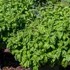 Image de Basilic Grand Vert | Vilmorin Jardin