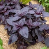 Image de Basilic Pourpre | Vilmorin Jardin