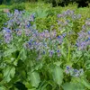 Image de Bourrache Officinale | Vilmorin Jardin