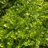 Image de Coriandre cultivée | Vilmorin Jardin