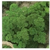 Image de Persil Frise Vert Fonce Verbo