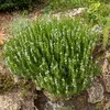 Image de Sarriette Commune | Vilmorin Jardin