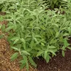 Image de Sauge Officinale | Vilmorin Jardin