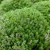 Image de Thym ordinaire | Vilmorin Jardin