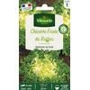 Image de Chicorée Frisée de Ruffec | Vilmorin Jardin