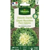 Image de Chicorée Scarole Géante Maraîchère race Salanca | Vilmorin Jardin