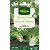 Image de Chicorée Scarole Cornet de Bordeaux | Vilmorin Jardin