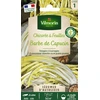 Image de Chicorée à Feuilles Sauvage Amère Barbe de Capucin - Légumes d'Autrefois | Vilmorin Jardin