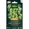 Image de Chou de Bruxelles Jade Cross HF1 - Graines d'Exception | Vilmorin Jardin