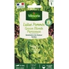 Image de Laitue Pommée Grosse Blonde Paresseuse | Vilmorin Jardin