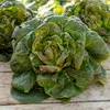 Image de Laitue d'Hiver Rougette de Montpellier - Légumes d'Autrefois | Vilmorin Jardin