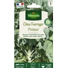 Image de Chou Fourrager Protéor (Obtention I.N.R.A.) | Vilmorin Jardin