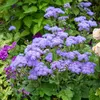 Image de Agératum Roi des Bleus | Vilmorin Jardin