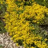 Image de Alysse Corbeille d'Or | Vilmorin Jardin