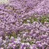 Image de Alysse Tapis Royal | Vilmorin Jardin