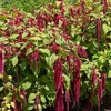 Image de Amarante Queue de Renard | Vilmorin Jardin