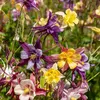 Image de Ancolie Étoile Variée | Vilmorin Jardin