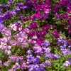 Image de Aubriète Variée | Vilmorin Jardin