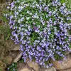 Image de Aubriétia Roi des Bleus | Vilmorin Jardin