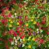 Image de Belle de Nuit Variée | Vilmorin Jardin