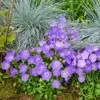 Image de Campanule des Carpates Bleue | Vilmorin Jardin
