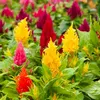 Image de Célosie à Panache Variée | Vilmorin Jardin