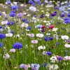 Image de Centaurée Bleuet Double Variée | Vilmorin Jardin