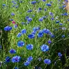 Image de Centaurée Bleuet Bleue | Vilmorin Jardin